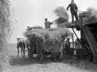 Колхозники одного из колхозов немцев Поволжья во время молотьбы зерновых нового урожая
