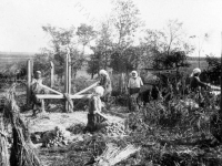 Колхозницы во время вязки снопов конопли в колхозе им. Буденного. Украинская ССР, Винницкая обл., д. Маруха. 1937 г. РГАКФД. Арх. № П-1694-ч/б