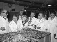 Члены греческой делегации осматривают сорта табака в щипальном цехе фабрики им. М.С. Урицкого  Ленинград. 25 августа 1956 г.  Фотограф В. Цин  РГАКФД. Арх. № 0-243889