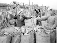 0-405110-ч/б Работницы рыбного подсобного хозяйства во время укладки вяленой рыбы в мешки. Узбекская ССР, Кара-Калпакская АССР. 1955г. Автор съемки Вышкинд П.А.